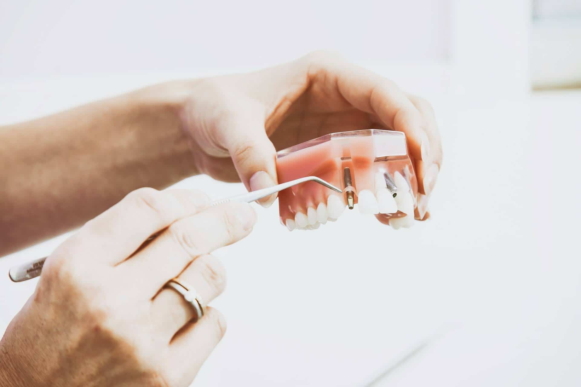 A person holding a visual representation of how a tooth works